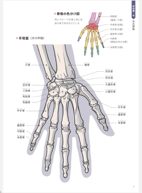 [已完成]手和腿的美术解剖学[132P]