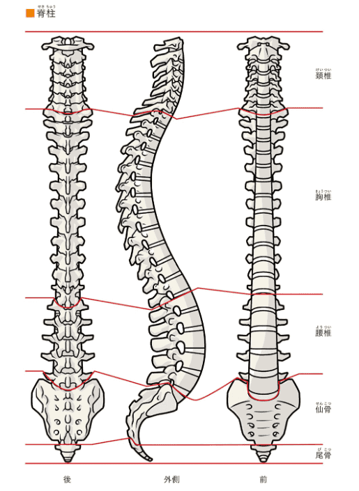 [In Exchange] Axis‑Based Human‑Figure Art Anatomy [432P]