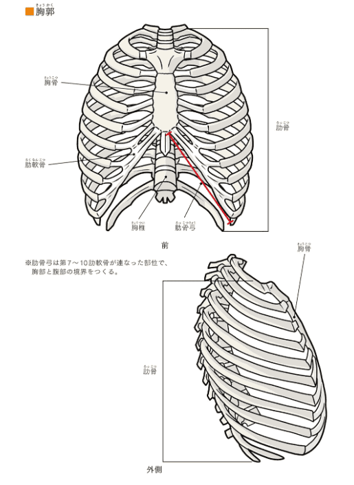[In Exchange] Axis‑Based Human‑Figure Art Anatomy [432P]