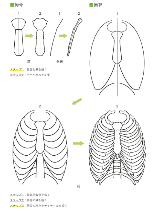 [In Exchange] Axis‑Based Human‑Figure Art Anatomy [432P]