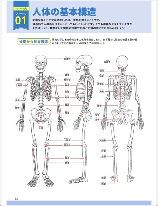 [已完成]掌握结构与动态！肌肉绘制基础课[148P]